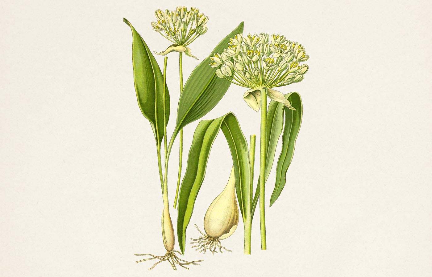 Česnek medvědí (Allium ursinum)