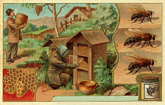 Výroba medu
