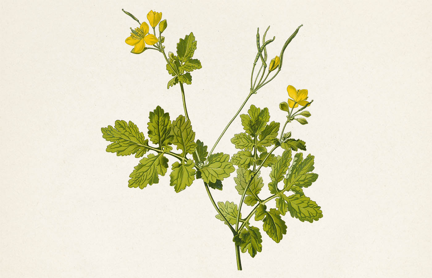 Vlaštovičník větší (Chelidonium majus)